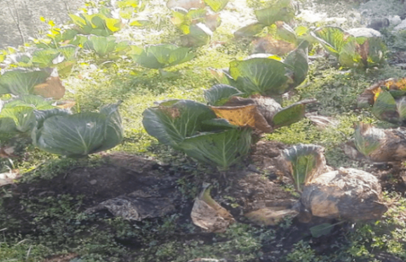 बजारभाउ नपाउँदा बैतडीमा खेतमै कुहियो बन्दा