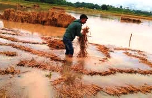 भण्डारमै अर्बौंको धानबाली क्षति