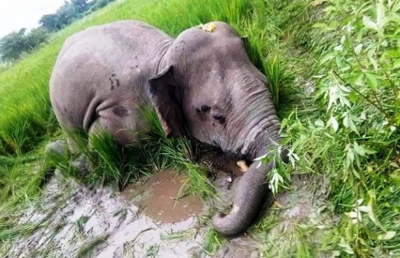 चितवनको राष्ट्रिय वन क्षेत्रमा ३१ वन्यजन्तु मरे