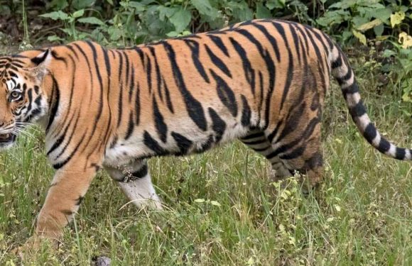 रोकिएन बन्शाहमा चितुवाको आतंक आइवार राति ४ बाख्रा खायो