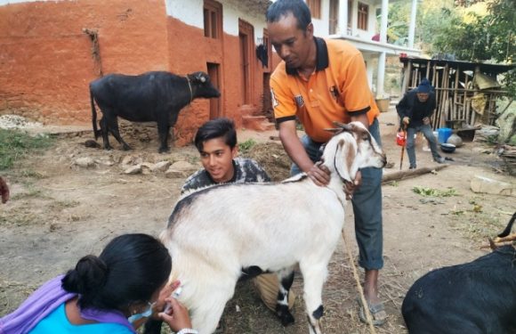 बैतडीमा ७५ हजार भेडा–बाख्रालाई पिपिआरविरुद्धको खोप
