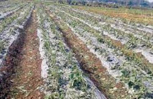 डोटीमा असिना पानीले हिउँदेबाली नष्ट