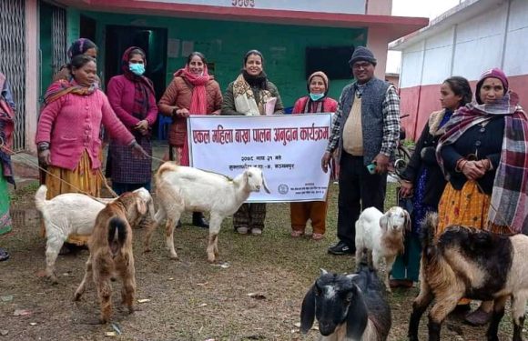 शुक्लाफाँटाका एकल महिलालाई बाख्रा बितरण 