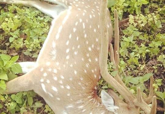 जनज्योती सामुदायिक वनमा चित्तल मृत फेला 