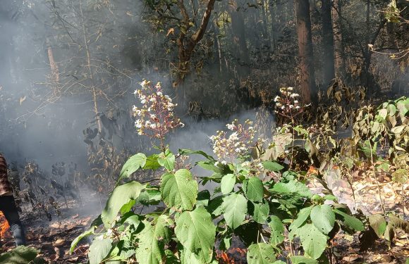 शुक्लाफाँटा नगरको चुरे वनमा लागेको आगो नियन्त्रण