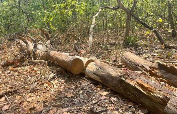 कृष्णपुरको ग्वालावारी वनमा १६ थान सालका गोलिया बराबद प्रकरण ः उपाध्यक्ष नाथ पक्राउ