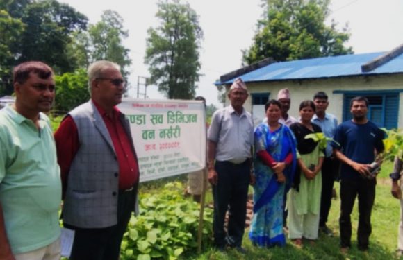 कुण्डा सव डिभिजनले ५० हजार विरुवा वितारण गर्दै