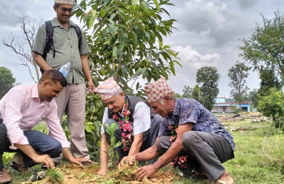 कञ्चनपुरमा बृक्षारोपण सप्ताह शुरु ः ५० हजार बिरुवा रोपिने