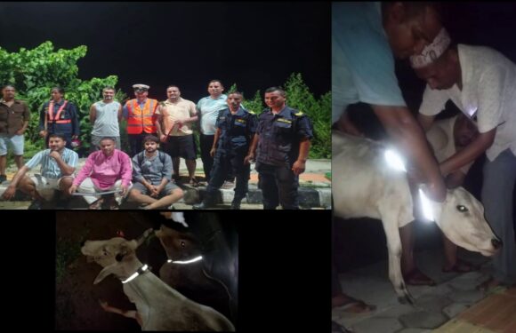 छाडा चौपायाहरुलाई रेडियम बेल्ट, सडक दुर्घटनामा कमि आउने विश्वास