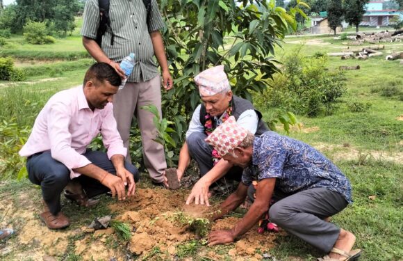 कञ्चनपुरमा बृक्षारोपण सप्ताह शुरु ः ५० हजार बिरुवा रोपिने
