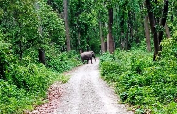 चुरे फेदीको वन क्षेत्रमा हात्तीको बथान, बस्तीमा त्रास