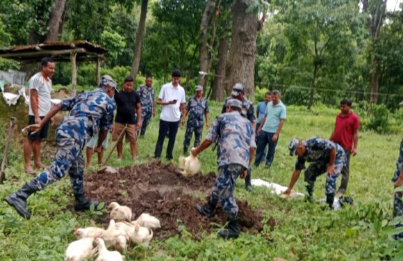 पुनर्वासमा भारतबाट बोईलर कुखुरा र अण्डा बरामद गरी नष्ट गरियो