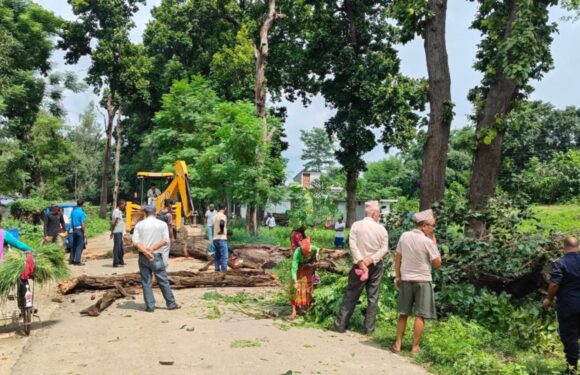 पञ्चायत कालदेखि हटाउन नसकेका बेलडाँडी विच सडकका रुख गणतान्त्रिक युगमा हटाईयो