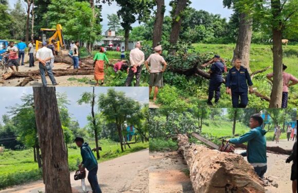 बेलडाँडीको सडकमा रुख हटाईदै, स्थानीय हर्षित