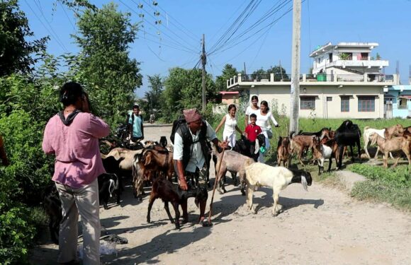 दशैँमा मासुका लागि पहाडका ‘खसी–बोका’ तराईतिर 