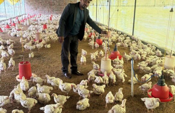 भीमदत्त नगरका युवा प्रकास भट्ट पोल्ट्री व्यवसायमा उदाए