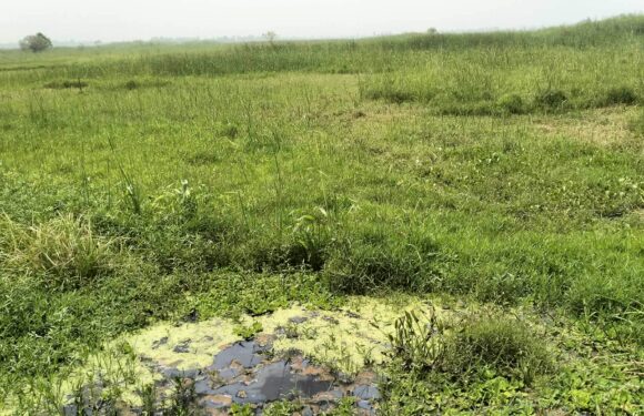 बेलडाँडीको हजारौँ विगाह उर्बरा जमिन दलदल, पुर्नरुत्पादनका लागि सरकार मौन !