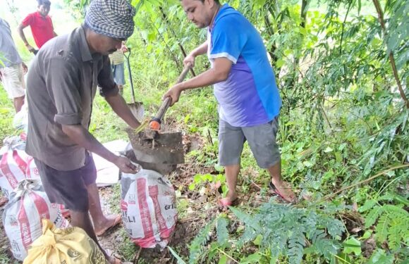 बेलाैरी ८मा जैविक तटबन्ध